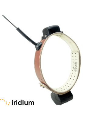 View of ATS model G5-D Iririum GPS collar