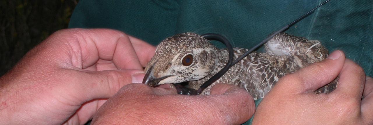 photo of an ATS radio telemetry necklace transmitter being attached to a bird by researchers.