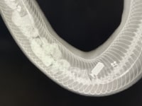 python x-ray photo